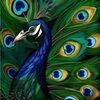 peacockpaisley